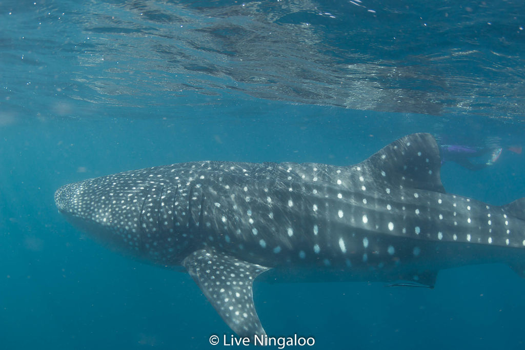 Sharkbook: Wildbook for Sharks